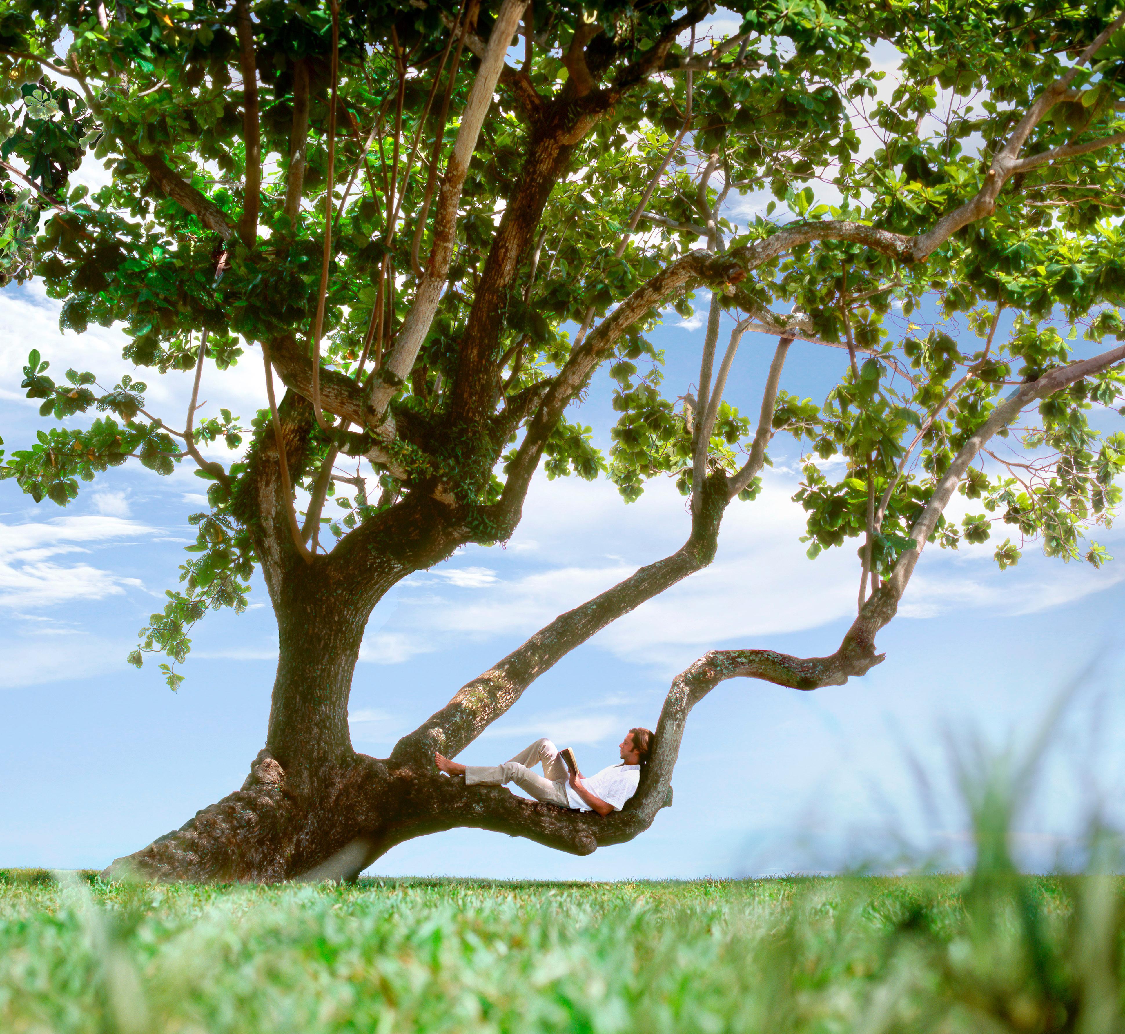 Shangri-La Rasa Sayang, Penang Batu Ferringhi Eksteriør bilde A tree